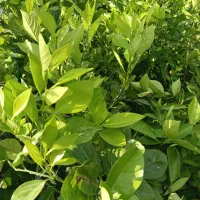 فروش نهال مرکبات و تخم لیمو