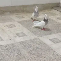 کبوتر