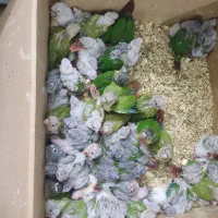 خریدار گرینچیک بصورت کلی وجزی