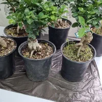 بنسای فیکوس