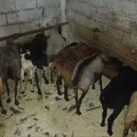 تعدادی گوسفند داشتی