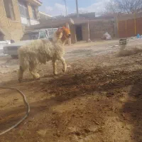 بره قوچی|حیوانات مزرعه|کوهرنگ, |دیوار