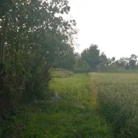 فروش زمین ۲۰۰ متری باغی