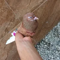 کبوتر ماده