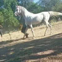 خرید فروش اسب با نازلترین قیمت