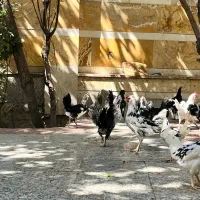مرغ و خروس گلین اصل