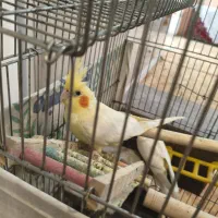 عروس هلندی لوتینو