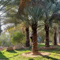 نخل تزیینی اصیل نهالستان سعیدی|خدمات باغبانی و درختکاری|تهران, دکتر هوشیار|دیوار