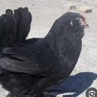 مرغ و خروس مرندی اصل|حیوانات مزرعه|شیراز, گویم|دیوار
