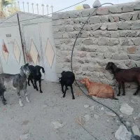 فروش فوری بز گله ای قیمت 60 تومن|حیوانات مزرعه|فنوج, |دیوار