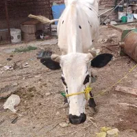 تلیسه دورگ زرند