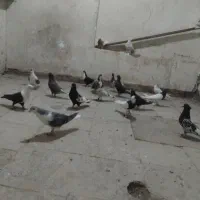 کفتر