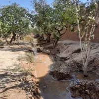 فروش باغچه پسته