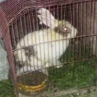 خرگوش.حیوان