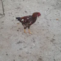 خروس بومی و مرغ لاری|حیوانات مزرعه|بادرود, |دیوار