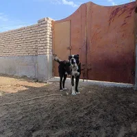 سگ رمگی|سگ|فریمان, |دیوار