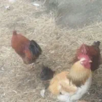 خروس محلی|حیوانات مزرعه|نوشین شهر, |دیوار