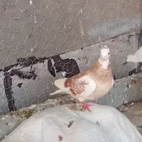 ۳۵ تا کبوتر سالم و سرحال پرشی