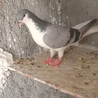 چپ سوز