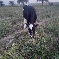 گاو المانی گوسفند گاومیش بز|حیوانات مزرعه|کرخه, |دیوار