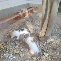 واگذاری رایگان ۳ عدد بچه گربه به همراه مادر|گربه|یزد, |دیوار