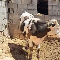 گوساله سیمینتال