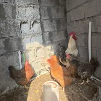 حیوانات مزرعه|حیوانات مزرعه|ماسال, |دیوار