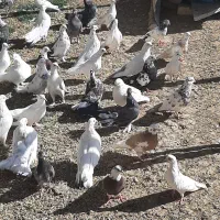 کبوتر شرایطی