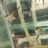 فروش ماهی کوی گوپی ۵۰٪ درصد تخفیف|ماهی|مشهد, نیروی هوایی|دیوار