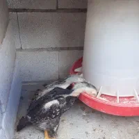 جوجه اوشامو
