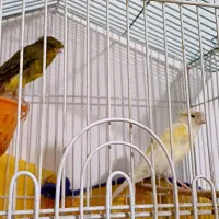 یه جفت قناری