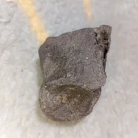 سنگ|جواهرات|شاهین‌شهر, گزبرخوار|دیوار