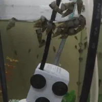 حلزون فانوسی وسنگ ریزه|ماهی|قم, زند آباد|دیوار