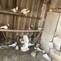 کفتر طوقی|پرنده|تهران, شوش|دیوار