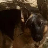 سگ ژرمن شپهرد|سگ|رزن, |دیوار