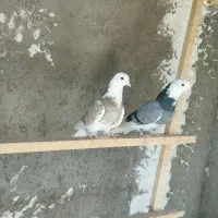 نره هما|پرنده|آران و بیدگل, |دیوار