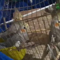 نر و ماده عروس هلندی مولد