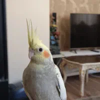 عروس هلندی ماده