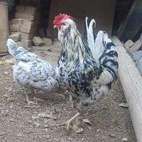 تخم مرغ گلین