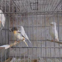 جوجه قناری بسیار عالی|پرنده|قم, تولید دارو و یخچال|دیوار