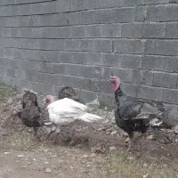 حیوانات مزرعه(بوقلمون)|حیوانات مزرعه|لنگرود, |دیوار