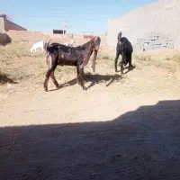 بز پاکستانی اصل