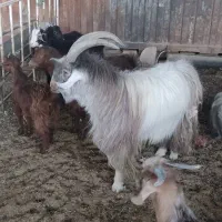 نر بز دوبور تکه شیرازی|حیوانات مزرعه|قم, قلعه صدری|دیوار