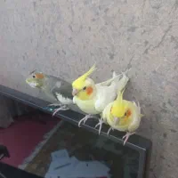 ۳عددعروس هلندی