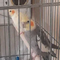 یک جفت عروس هلندی