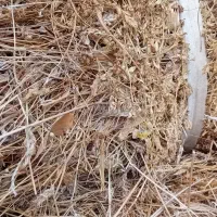 دیم یونجاسی ۱۰۰۰باغ