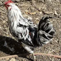 دو عدد خروس گلین ویک بوقلمون نر  هرسه هشت ماهه