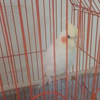 عروس هلندی درجه 1 رام|پرنده|ری, شهرک نظامی|دیوار