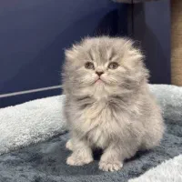 بچه گربه های بریتیش دارای بازدید حضوری|گربه|شیراز, سینما سعدی|دیوار