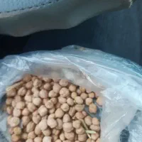 نخود دیم درجه یک